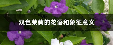 茉莉花意思